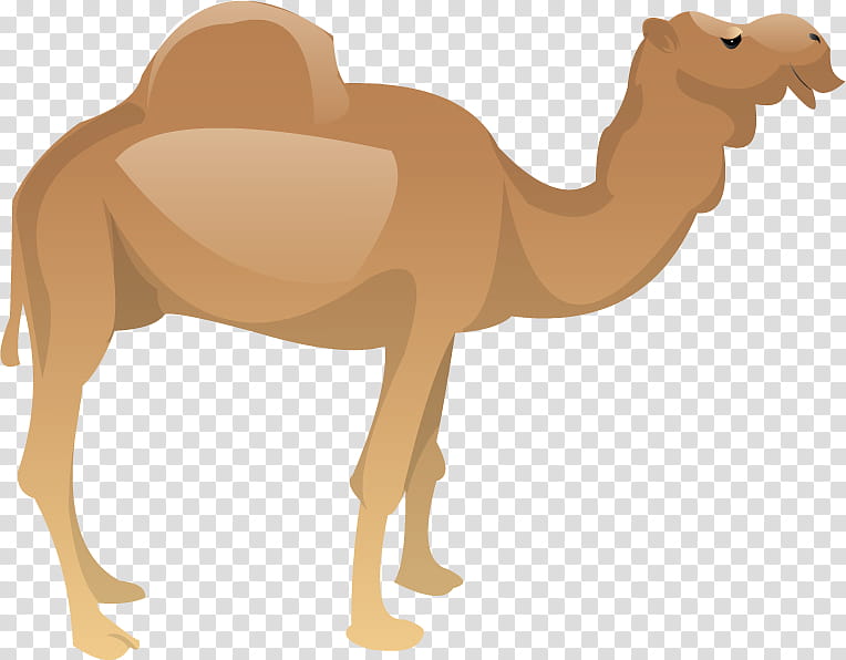 Animal, Dromedary, Milk, Mustang, Cattle, Camel, Goat, Goop transparent background PNG clipart