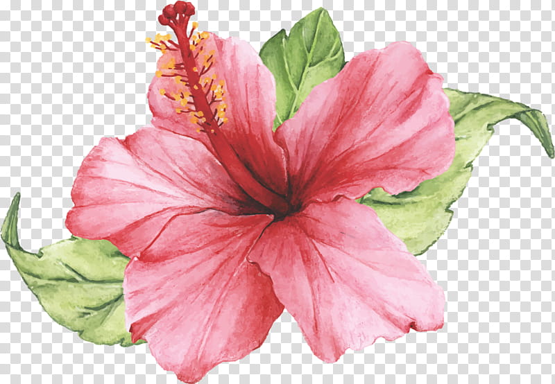 flower hibiscus petal pink hawaiian hibiscus, Plant, Chinese Hibiscus transparent background PNG clipart