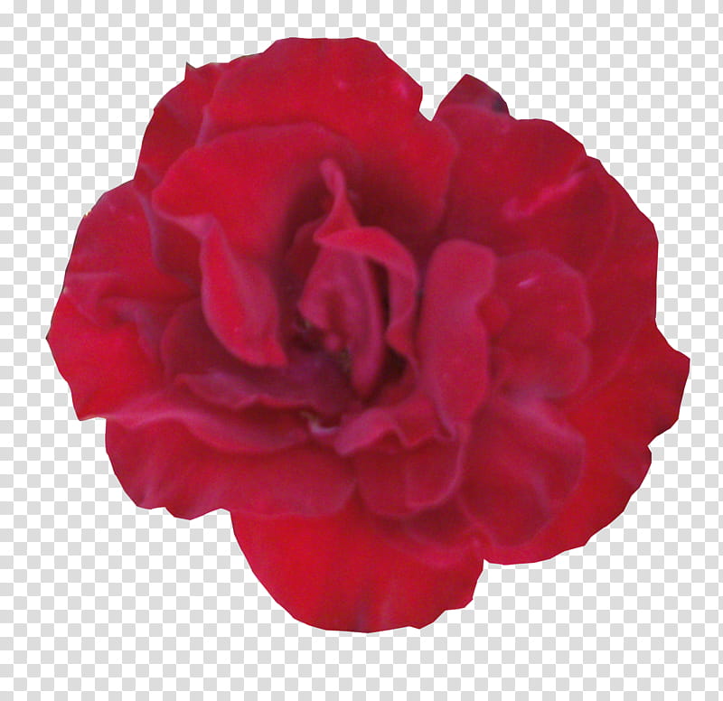 Red Roses , red petal flower transparent background PNG clipart