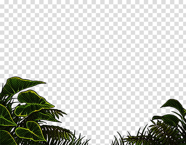 Palm tree, Vegetation, Nature, Leaf, Natural Environment, Plant, Sky, Rainforest transparent background PNG clipart