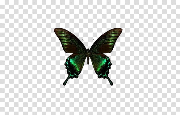 mariposas, green and black butterfly transparent background PNG clipart