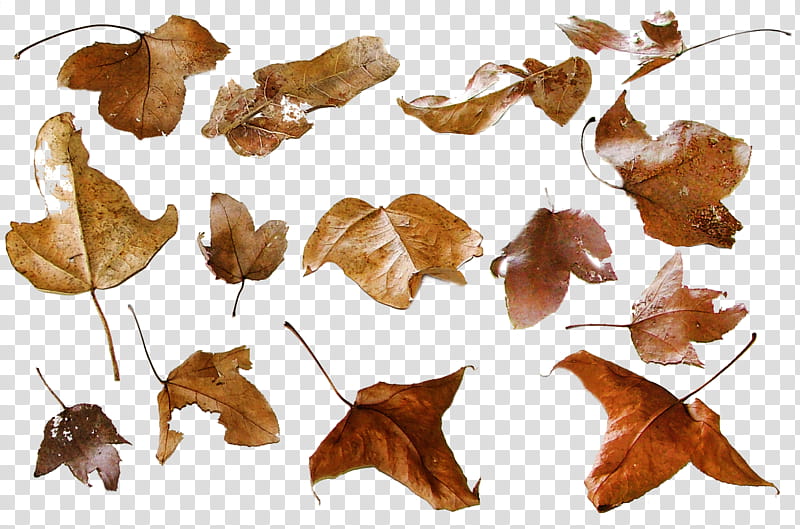 Autumn Leaves on Canvas , dry brown leaves transparent background PNG clipart