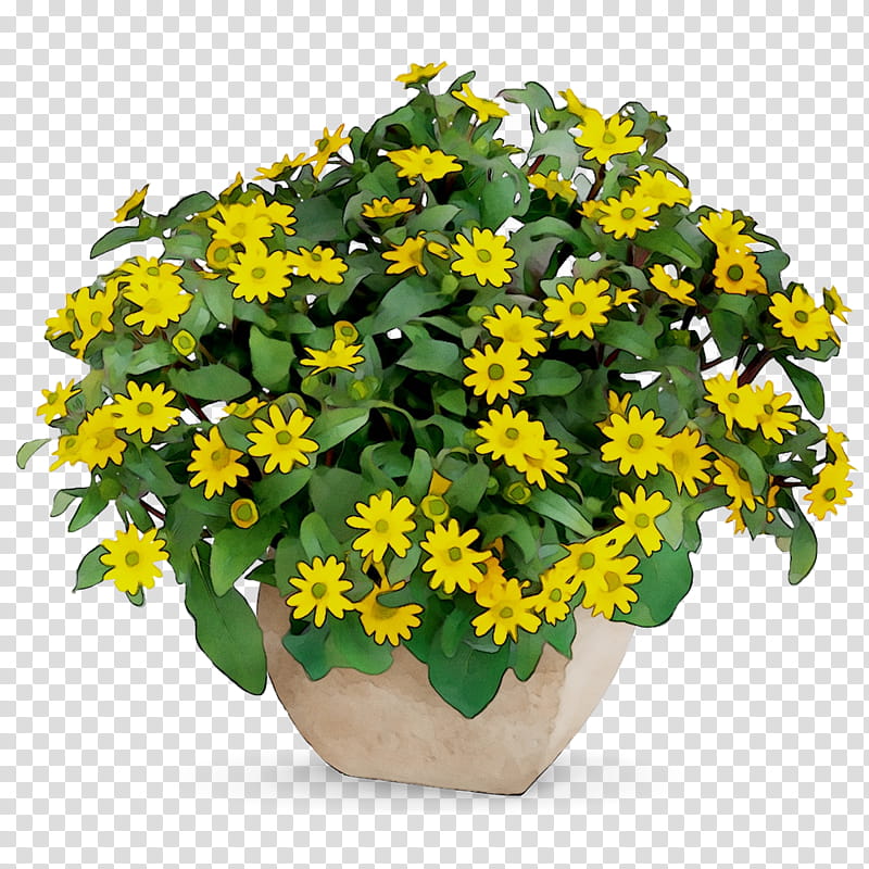 Flowers, Flowerpot, Yellow, Houseplant, Annual Plant, Plants, Hypericaceae, Hypericum transparent background PNG clipart