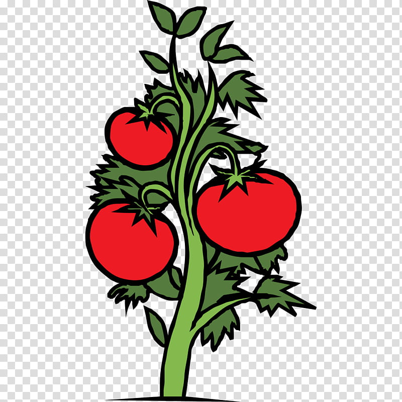 Tomatoes. Vector drawing Stock Vector by ©Marinka 126760634