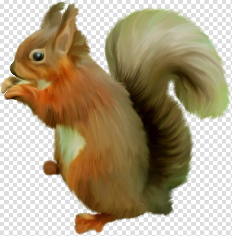 Squirrel, Chipmunk, Scrat, Tree Squirrel, Tree Squirrels, Animal, Drawing, Eurasian Red Squirrel transparent background PNG clipart