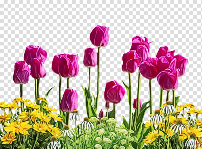 Flowers, Tulip, Garden, Gyrotonic, Plant, Petal, Purple, Spring transparent background PNG clipart