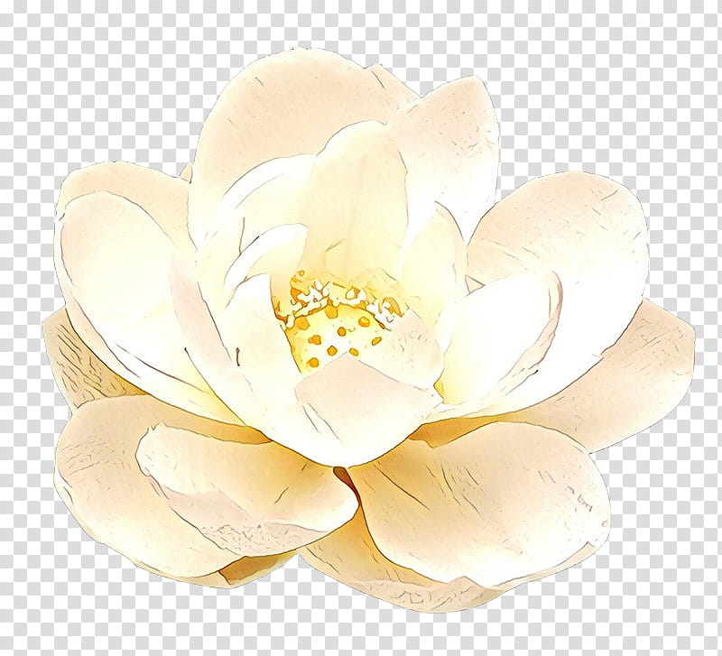 white petal flower yellow plant, Cartoon, Magnolia, Magnolia Family, Cut Flowers, Blossom transparent background PNG clipart