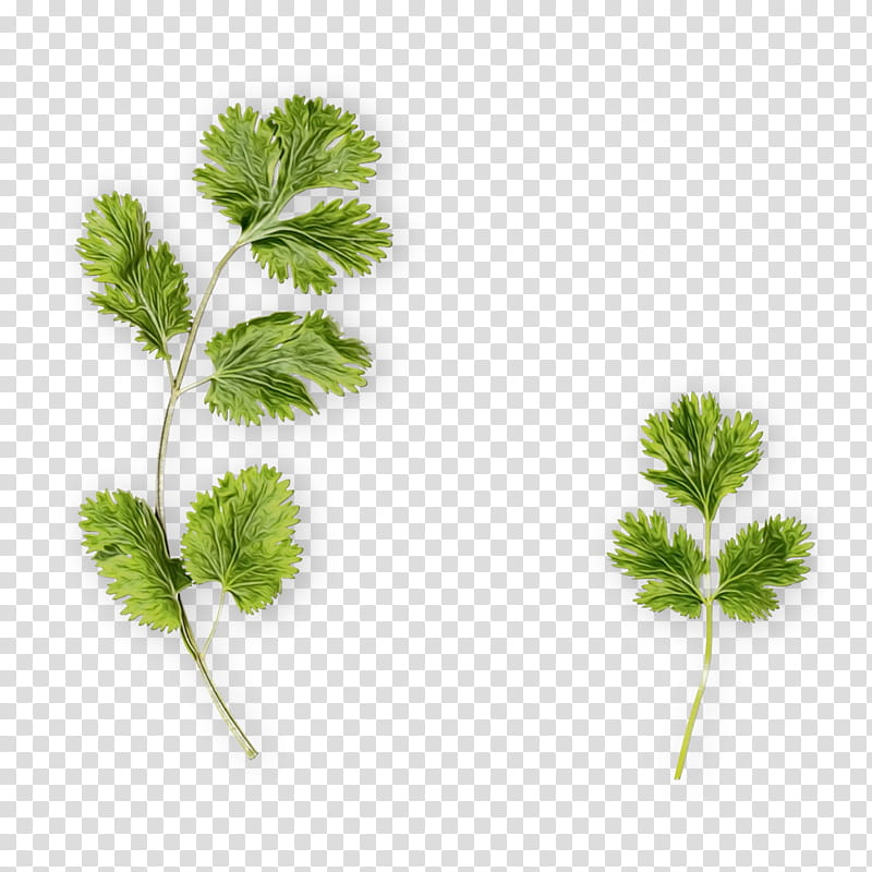 Vegetable, Parsley, Coriander, Food, Falafel, Herb, Vegetarian Cuisine, Ingredient transparent background PNG clipart