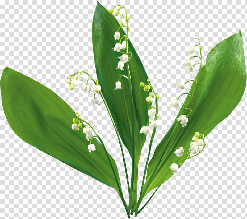 Green Leaf, Lily Of The Valley, Flower, Flower Bouquet, Cut Flowers, Lilies, Animation, Lilies Of The Valley transparent background PNG clipart
