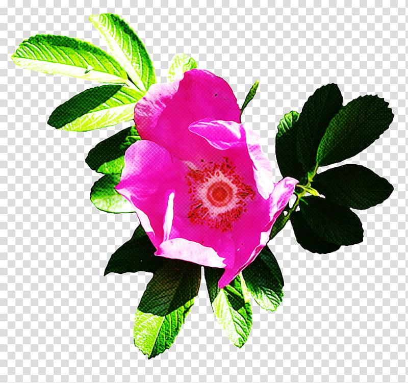 Rose, Flower, Petal, Plant, Pink, Rose Family, Rosa Rubiginosa, Prickly Rose transparent background PNG clipart
