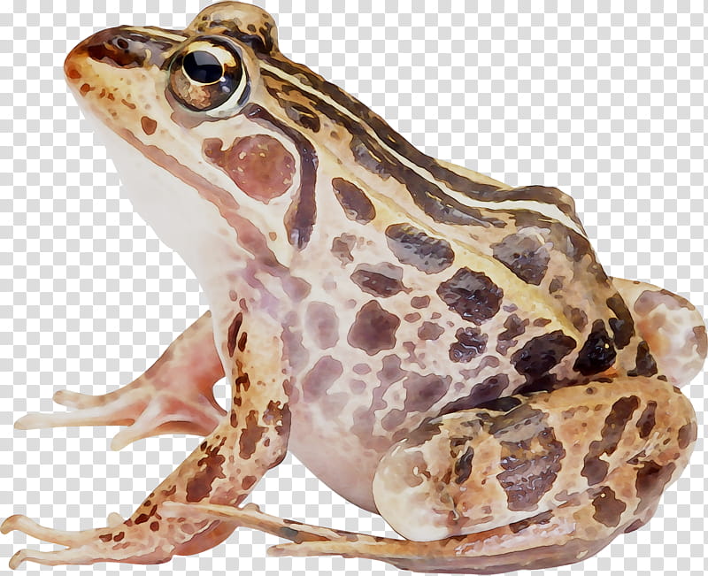 Frog, American Bullfrog, Amphibians, Toad, True Frog, Animal, Reptile, Northern Leopard Frog transparent background PNG clipart
