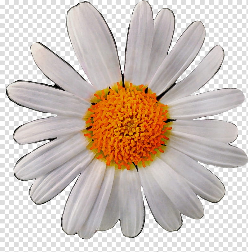 Flowers, Oxeye Daisy, Daisy Family, Chrysanthemum, Transvaal Daisy, Cut Flowers, Marguerite Daisy, Petal transparent background PNG clipart