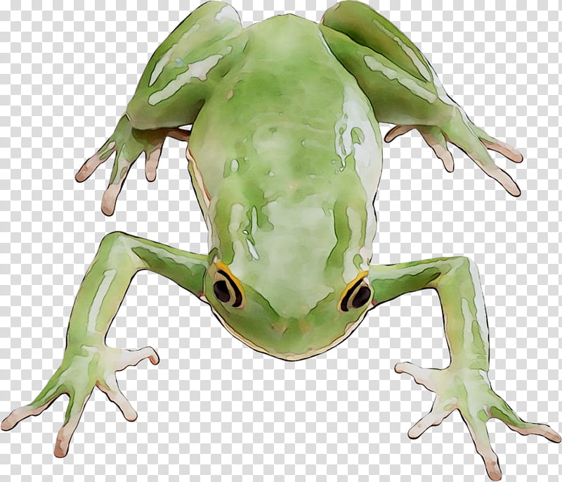 Pepe The Frog, Amphibians, Tree Frogs, Painting, Animal, True Frog, Shrub Frog, Hyla transparent background PNG clipart