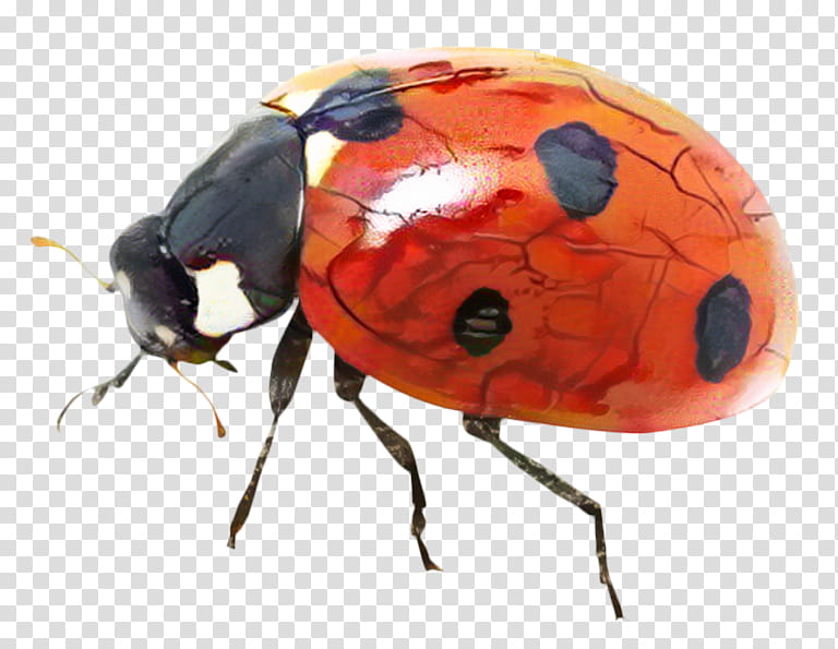 Ladybird, Ladybird Beetle, Ant, Ladybug, Insect, Pest, Leaf Beetle, Blister Beetles transparent background PNG clipart