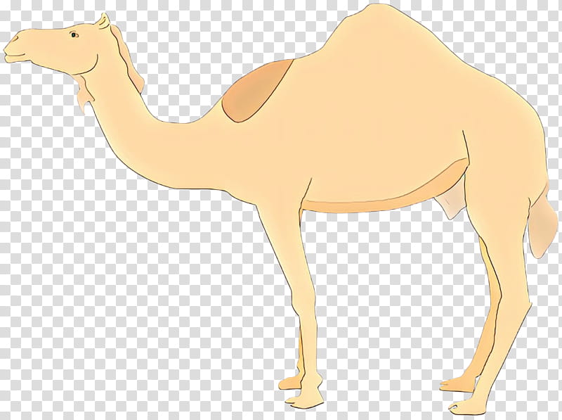 School, Cartoon, Dromedary, Language School, Ecoregion, Statute, Impressum, Telemediengesetz transparent background PNG clipart