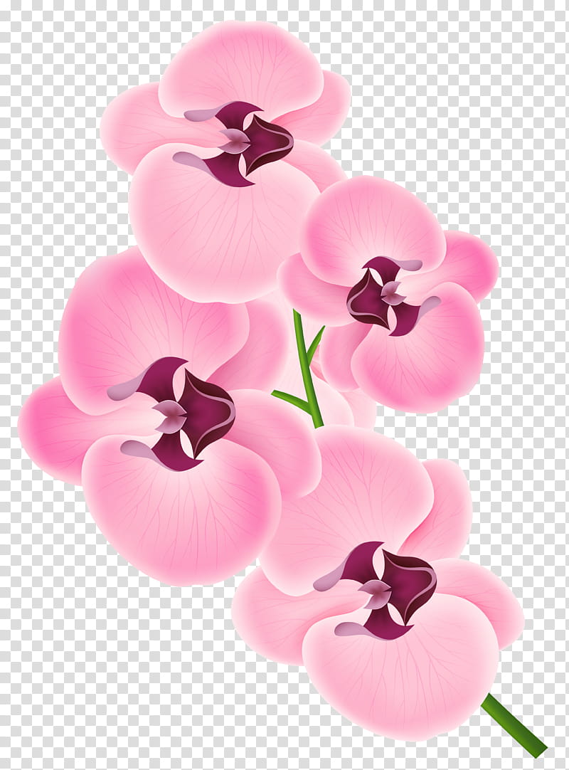 Pink Flower, Orchids, Phragmipedium, Boat Orchid, Moth Orchids, Green, Red, Blue, Plant, Petal transparent background PNG clipart