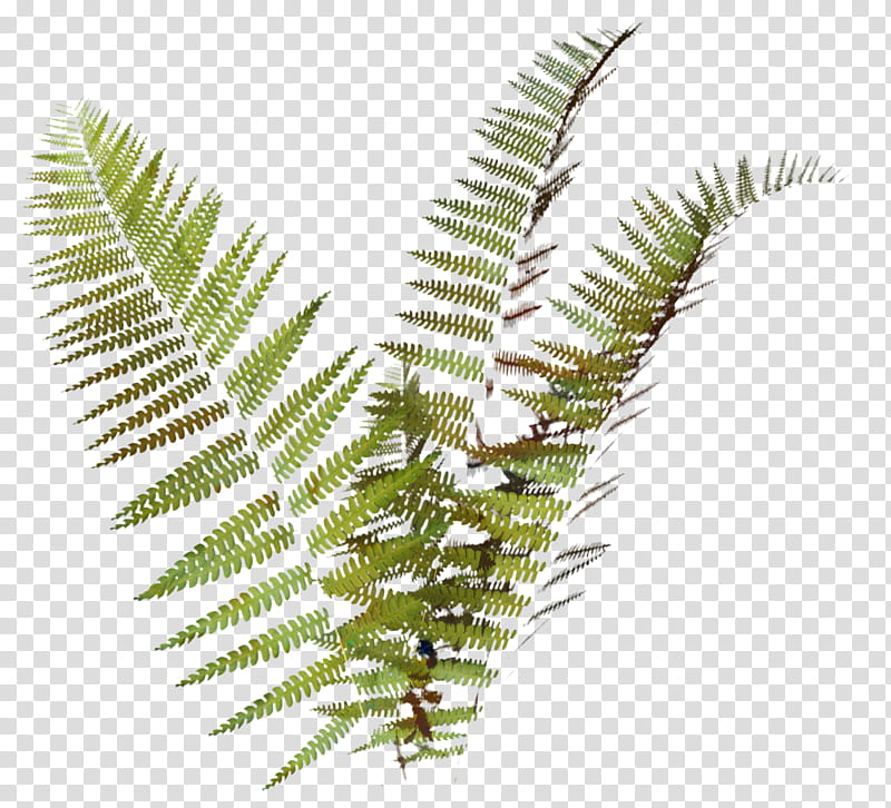 Cartoon Palm Tree, Fern, Tree Fern, Plants, Man Fern, Palm Trees, Vascular Plant, Editing transparent background PNG clipart