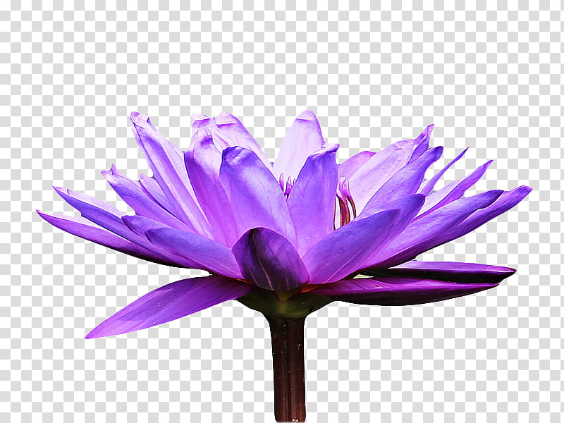 , purple water lily flower illustration transparent background PNG clipart