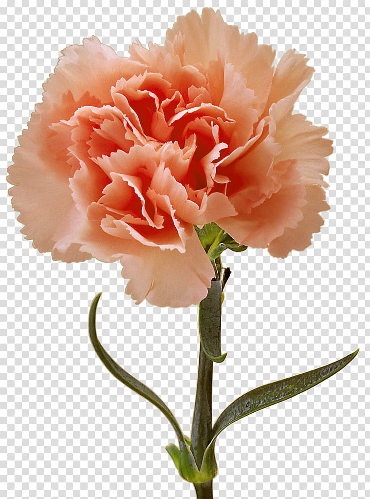 Background Family Day, Choix Des Plus Belles Fleurs, Carnation, Flower, Mothers Day, Cut Flowers, Floral Design, Flower Bouquet transparent background PNG clipart