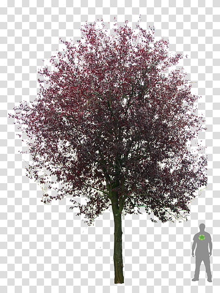 Cherry Blossom, Cherry Plum, Blutpflaume, Tree, Prunus Cerasifera Nigra, Plants, Amelanchier Arborea, Cottonwood transparent background PNG clipart