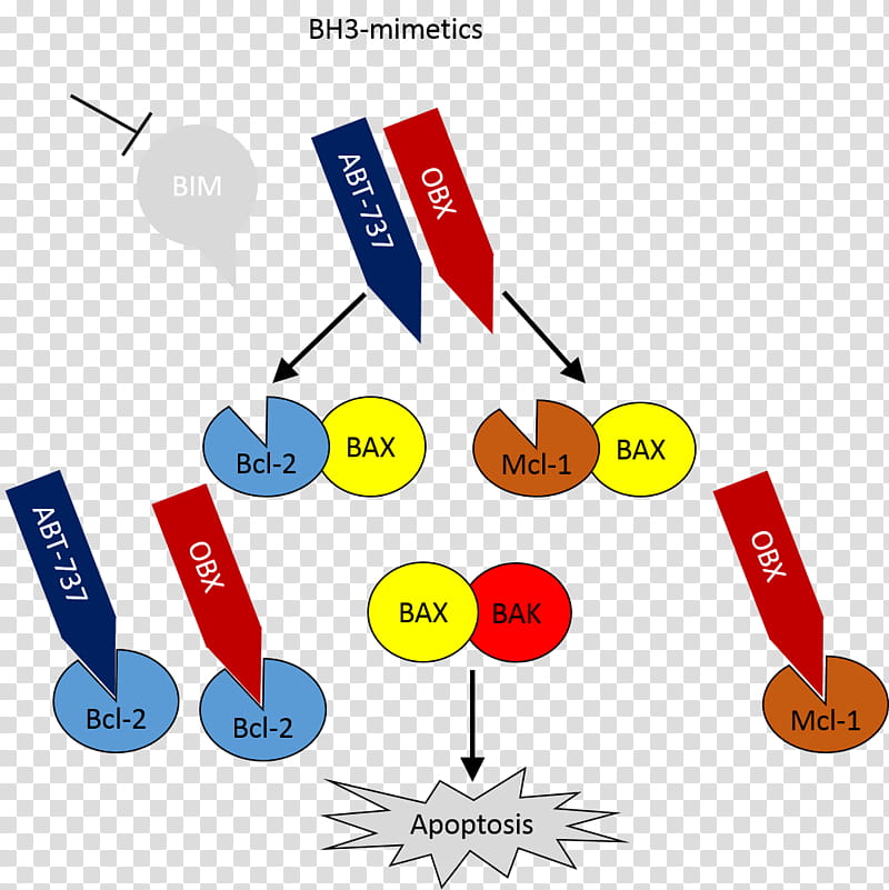 Mcl1 Diagram, Apoptosis, Bcl2 Family, Borane, Bcl2l11, Bclxl, Protein Mimetic, Cell transparent background PNG clipart