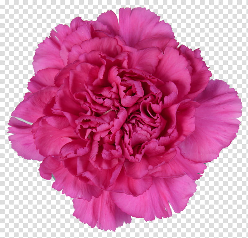 pink flower petal carnation plant, Common Peony, Cut Flowers, Chinese Peony, Dianthus transparent background PNG clipart