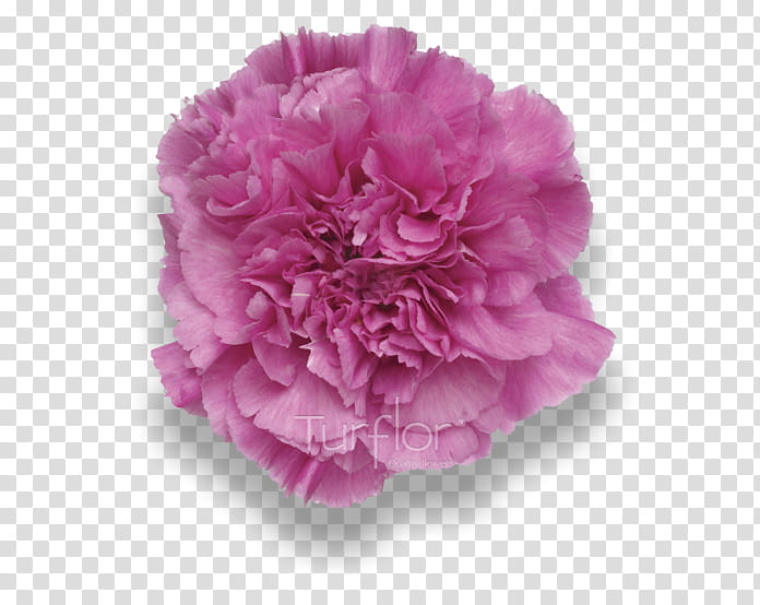 Bouquet Of Flowers Drawing, Carnation, Cabbage Rose, Floral Design, Cut Flowers, Flower Bouquet, Petal, Leather transparent background PNG clipart