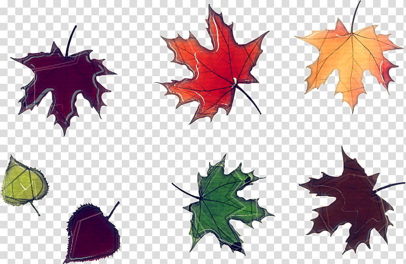 Maple leaf, Black Maple, Tree, Sweet Gum, Woody Plant, Deciduous, Plane transparent background PNG clipart