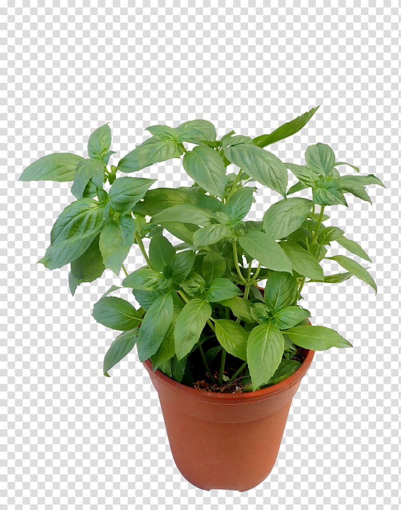 flower flowering plant plant flowerpot herb, Basil, Leaf, Houseplant, Lemon Basil, Ocimum transparent background PNG clipart