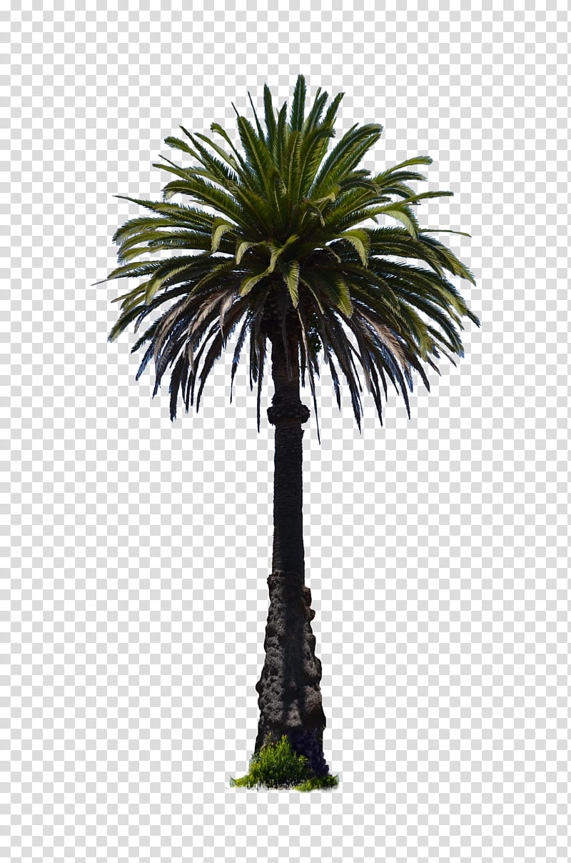 Palm Tree DSC , green palm tree illustration transparent background PNG clipart