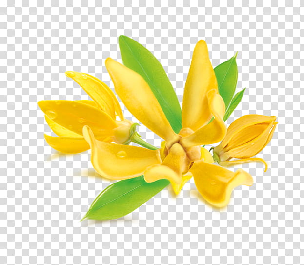 Lily Flower, Ylangylang, Essential Oil, Perfume, Ilangilangolaj, Neroli, Aromatherapy, Soap transparent background PNG clipart