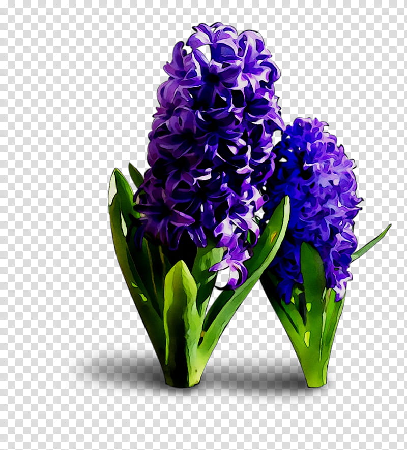Flowers, Floral Design, Cut Flowers, Hyacinth, Purple, Plant, Violet, Delphinium transparent background PNG clipart