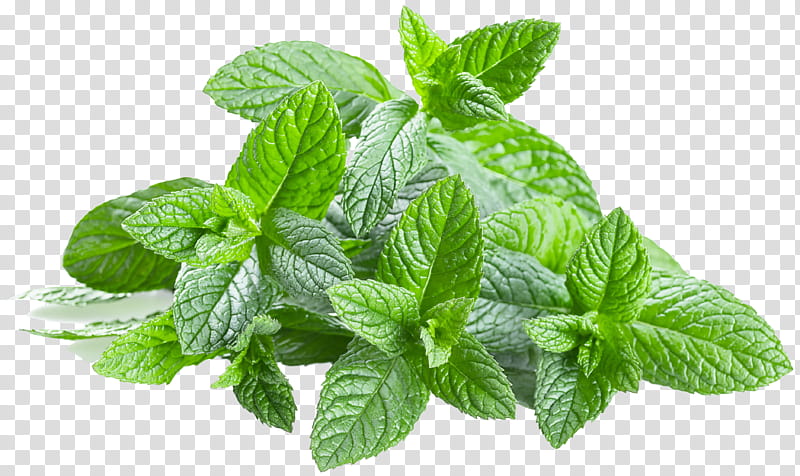 mint plant clipart border