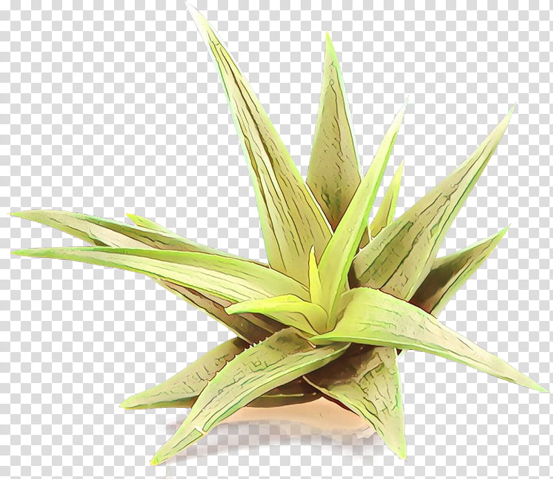 plant grass leaf terrestrial plant houseplant, Cartoon, Aloe, Flower, Flowering Plant, Agave, Xanthorrhoeaceae transparent background PNG clipart