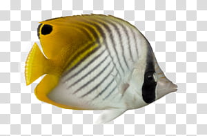 Fish 15, white and yellow pet fish transparent background PNG clipart thumbnail