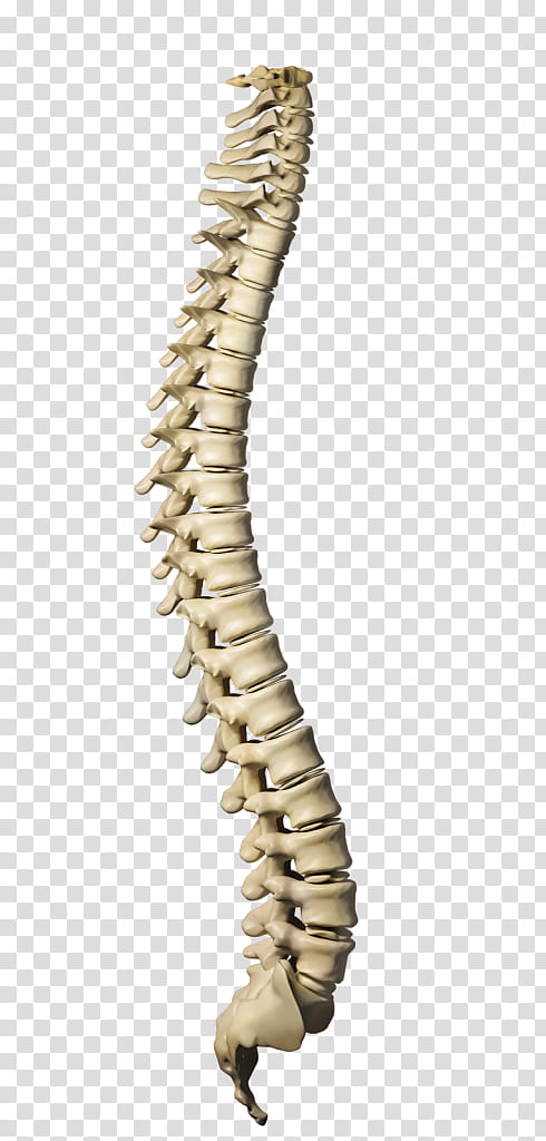 Metal, Vertebral Column, Human Skeleton, Human Body, Bone, Spinal Cord, Anatomy, Necklace transparent background PNG clipart