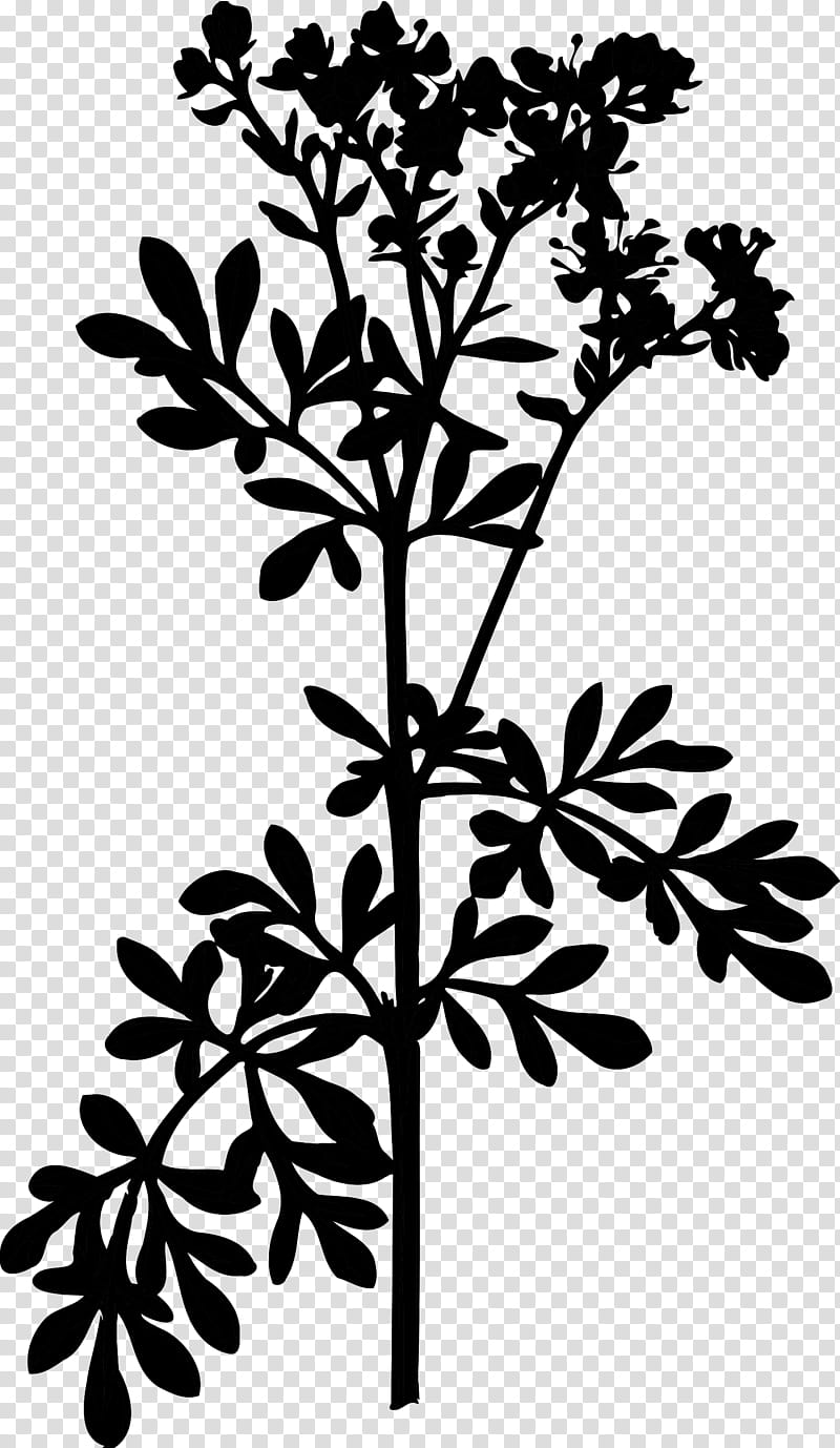 Family Tree, Plants, Common Rue, Medicinal Plants, Flora, Plant Stem, Subshrub, Yandexmarket transparent background PNG clipart