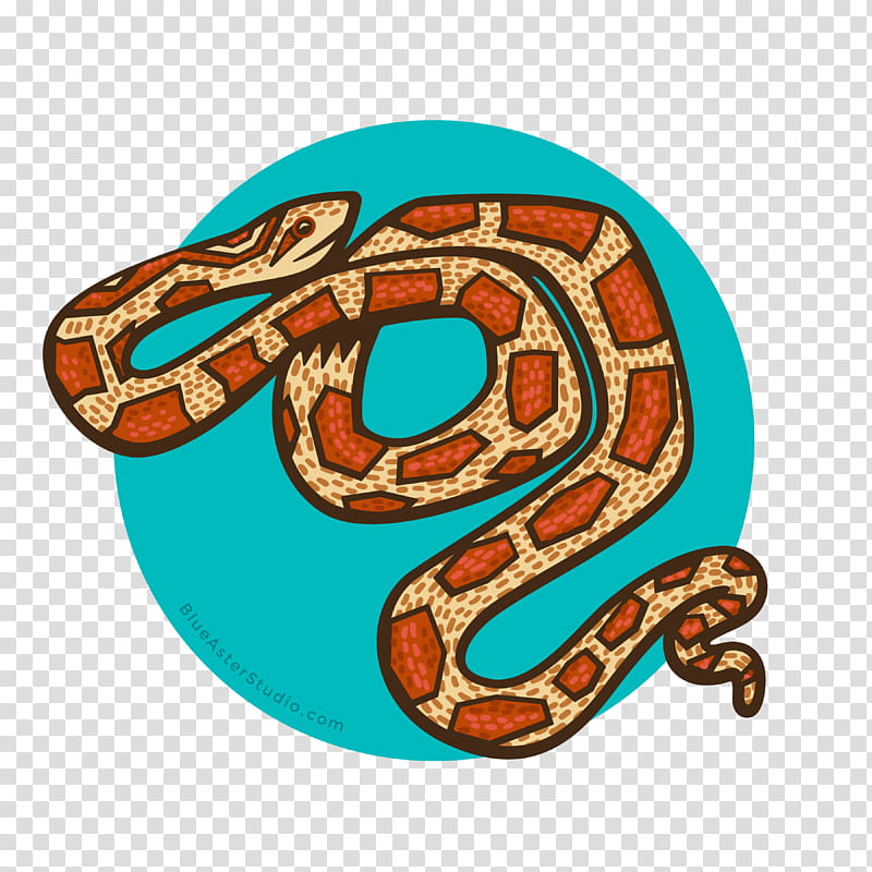 Snake, Boa Constrictor, Snakes, Tshirt, Okeetee Corn Snake, Reptile, Poster, Mug transparent background PNG clipart