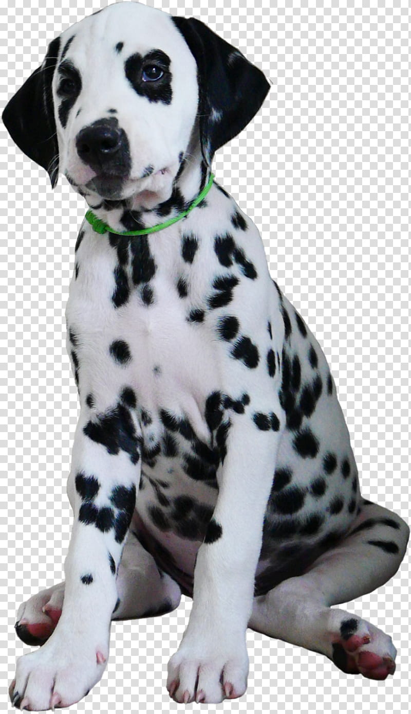 Dog, Dalmatian Dog, Puppy, Companion Dog, Lake Starnberg, Aretus, Breed, Germany transparent background PNG clipart