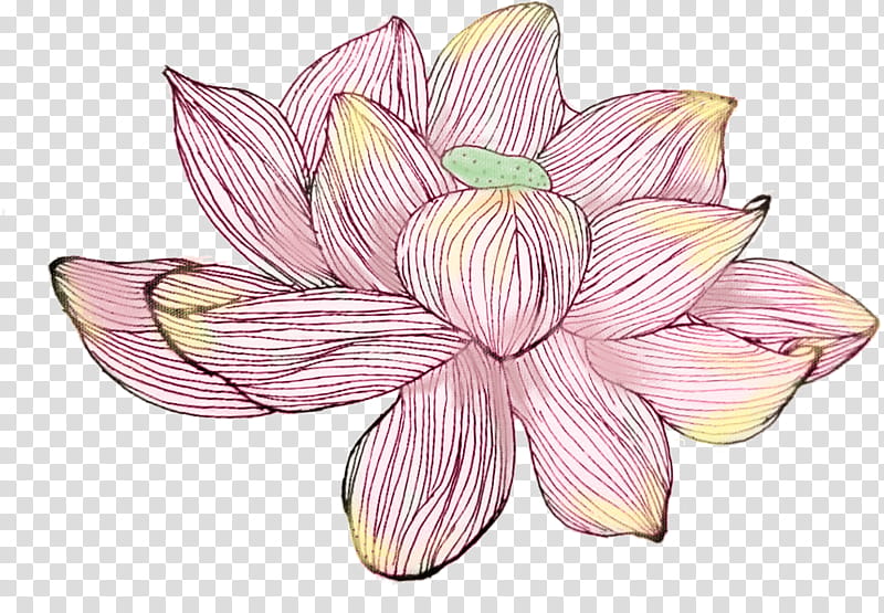 Watercolor Pink Flowers, Watercolor Painting, Nymphaea Nelumbo, Lotus Effect, Drawing, Petal, Plant, Amaryllis Belladonna transparent background PNG clipart