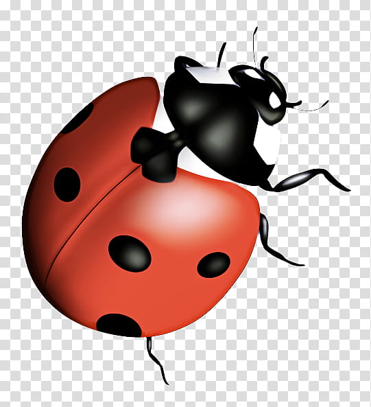 Bird, Ladybird Beetle, Drawing, Sevenspot Ladybird, Rhinoceros Beetles, Hercules Beetle, Ladybird Ladybird, Cartoon transparent background PNG clipart