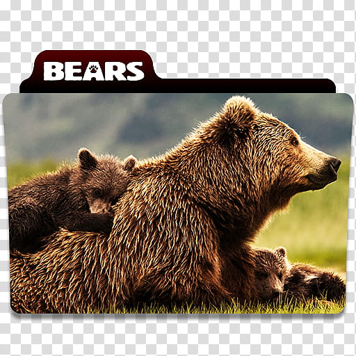 Bears  folder icon V, Bears. () transparent background PNG clipart