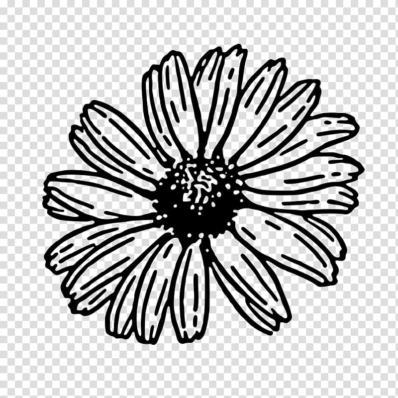 Black And White Flower, Common Daisy, Drawing, Black And White
, Silhouette, Daisy Family, Oxeye Daisy, Transvaal Daisy transparent background PNG clipart