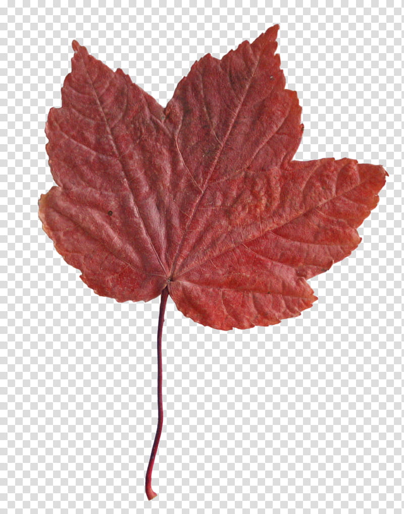 Fallen Autumn Leaves II s, red leaf transparent background PNG clipart