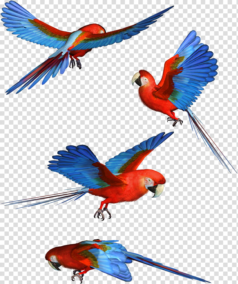 Bird Parrot, Macaw, Scarlet Macaw, Hyacinth Macaw, Blueandyellow Macaw, Great Green Macaw, Redandgreen Macaw, Parakeet transparent background PNG clipart