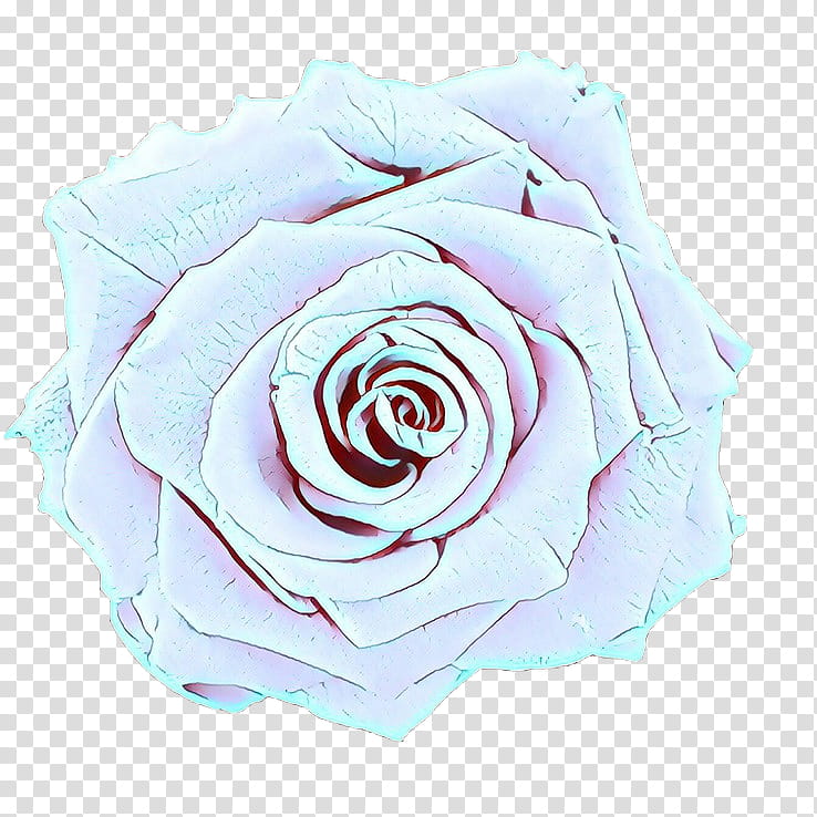 Pink Flower, Garden Roses, Cabbage Rose, Cut Flowers, Petal, White, Blue, Rose Family transparent background PNG clipart