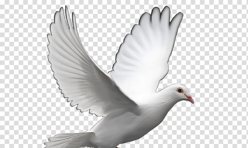 Feather, Bird, Rock Dove, Pigeons And Doves, White, Beak, Wing, Peace transparent background PNG clipart