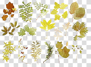 leaf plant flower vascular plant pedicel, American Larch, Herbaceous Plant transparent background PNG clipart thumbnail