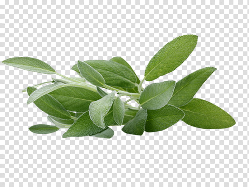 Scissors, Common Sage, Herb, Aromatherapy, Officinal, Extract, Carnosic Acid, Sage Of The Diviners transparent background PNG clipart