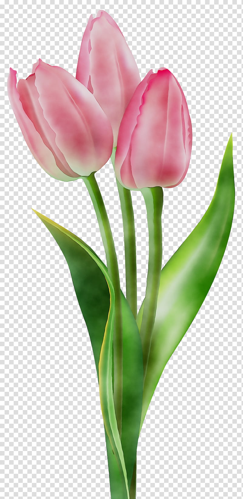 Lily Flower, Indira Gandhi Memorial Tulip Garden, Painting, Drawing, Petal, Plant, Tulipa Humilis, Pink transparent background PNG clipart